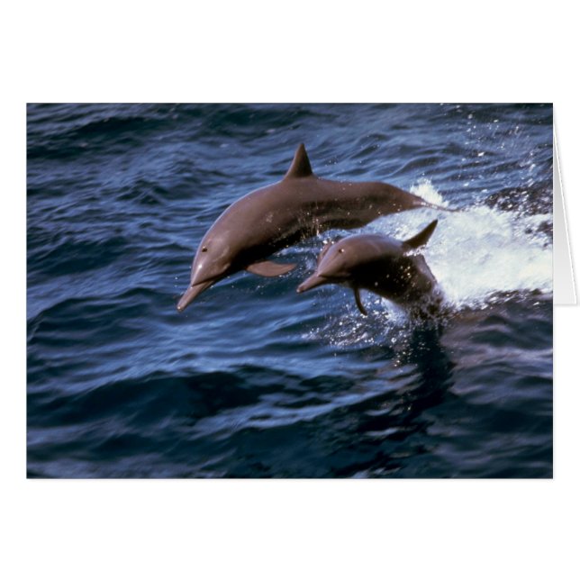 Spinner delphin hälsningskort (Framsidan Horizontal)