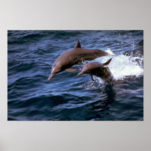 Spinner delphin poster (Framsidan)
