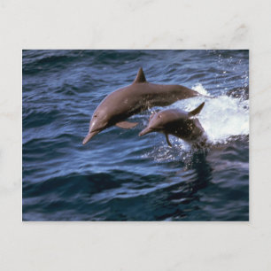 Spinner delphin vykort