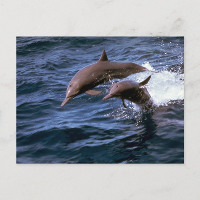 Spinner delphin vykort (Framsida)