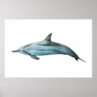 Spinner Dolphin realistic illustration Print Poster