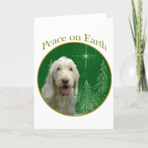 Spinone Italiano fred Helgkort