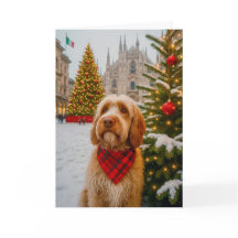 Spinone Italiano Julkort