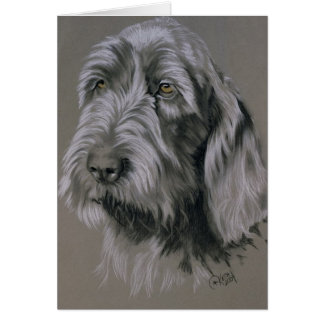 Spinone Italiano OBS Kort