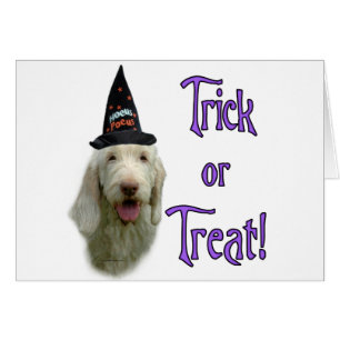 Spinone Italiano Trick Hälsningskort