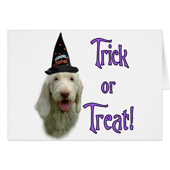 Spinone Italiano Trick Hälsningskort (Framsidan Horizontal)