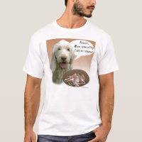 Spinone Italiano Turkiet
