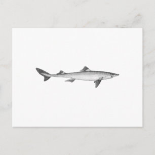 Spiny Dogfish (konst) Vykort