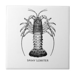 Spiny hummer (Kalifornien) Kakelplatta