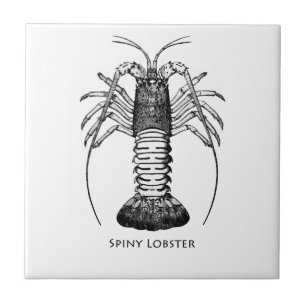 Spiny hummer (Kalifornien) Kakelplatta