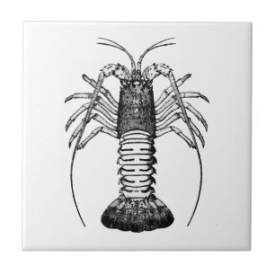 Spiny hummer (Kalifornien) Kakelplatta
