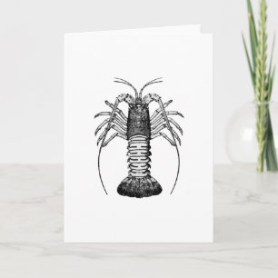 Spiny hummer (Kalifornien) Kort