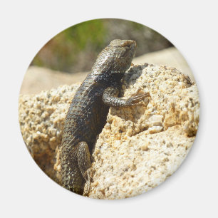Spiny Lizard med gult vid Joshua Träd Magnet