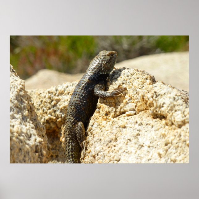 Spiny Lizard med gult vid Joshua Träd Poster (Framsidan)