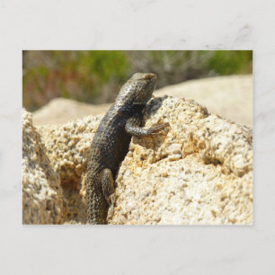 Spiny Lizard med gult vid Joshua Träd Vykort