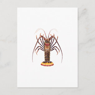 Spiny Lobster (Asien/Stillahavsområdet) Vykort