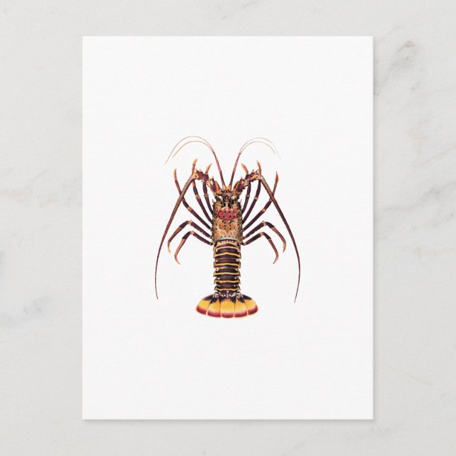 Spiny Lobster (Asien/Stillahavsområdet) Vykort (Framsida)