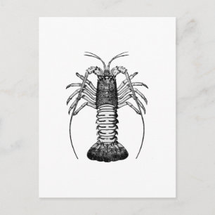 Spiny Lobster (Kalifornien) Vykort