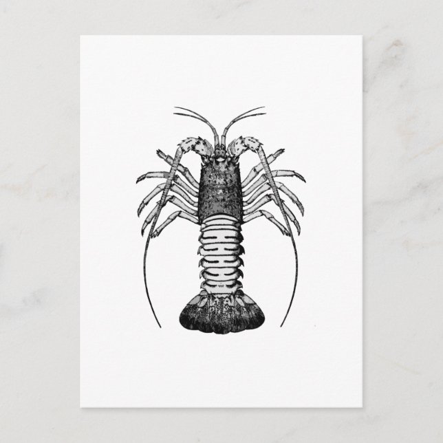 Spiny Lobster (Kalifornien) Vykort (Framsida)