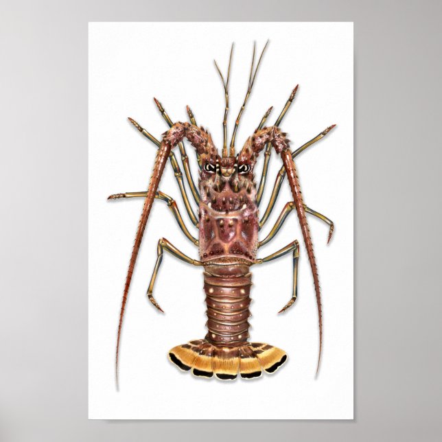 Spiny Lobster Print Poster (Framsidan)