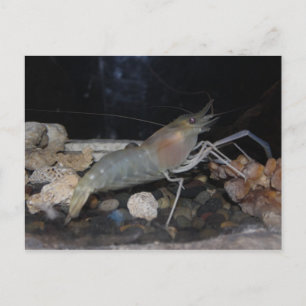 Spiny Lobster Vykort