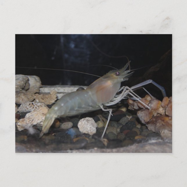 Spiny Lobster Vykort (Framsida)