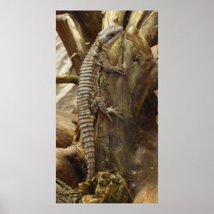 Spiny-Tails Lizard Cordylus Tropidosternum Poster