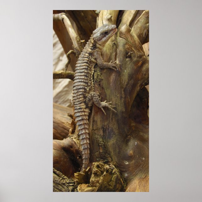 Spiny-Tails Lizard Cordylus Tropidosternum Poster (Framsidan)