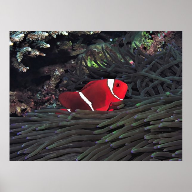Spinycheek Clownfish Poster (Framsidan)