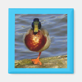 Spipande Anka Magnet