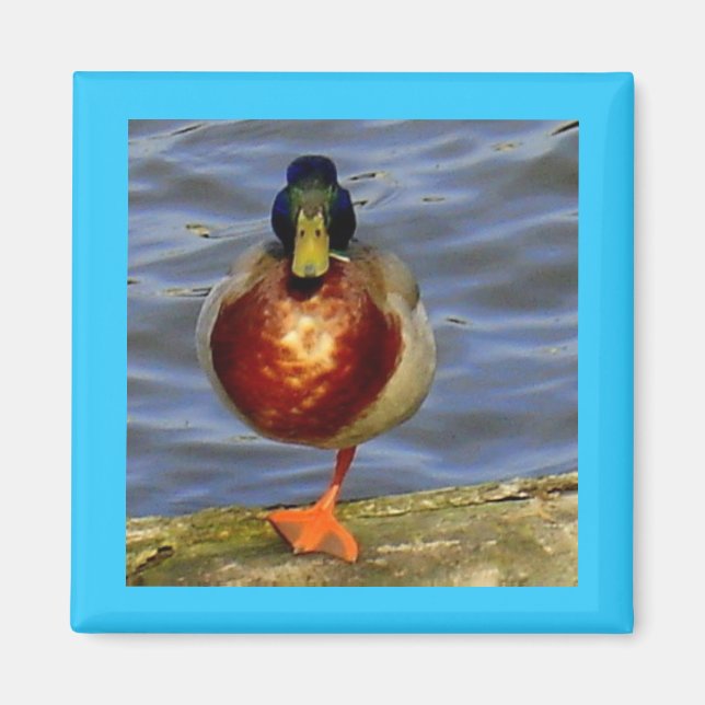 Spipande Anka Magnet (Framsidan)