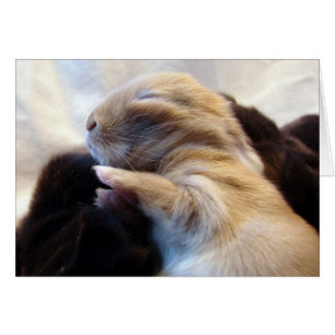 Spipande Baby Bunny Hälsningskort