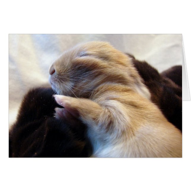 Spipande Baby Bunny Hälsningskort (Framsidan Horizontal)