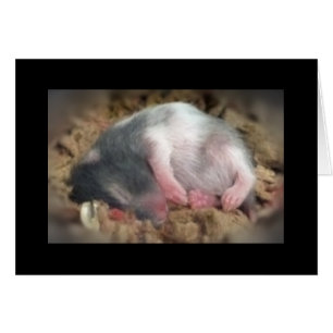 Spipande Baby Hamster Hälsningskort