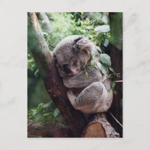 Spipande Baby Koala Vykort