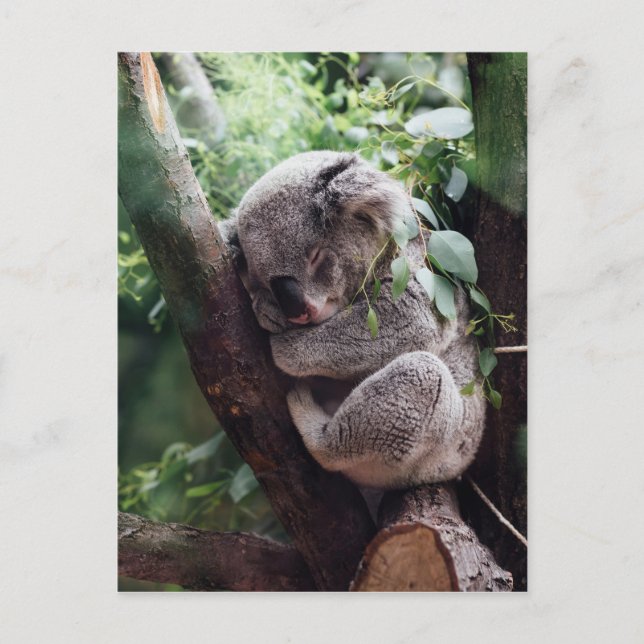 Spipande Baby Koala Vykort (Framsida)