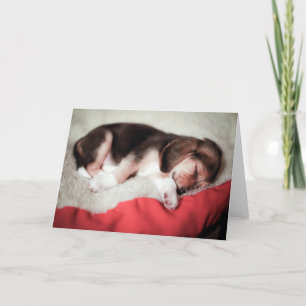 Spipande Beagle Baby Kort