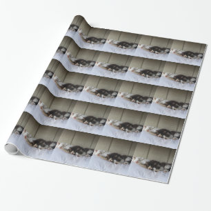 Spipande Beauties Presentpapper