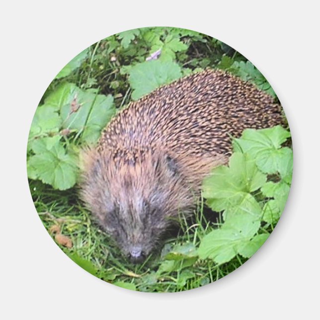 Spipande Beauty Magnet (Framsidan)