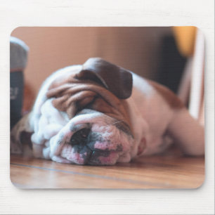 Spipande bulldog Bown and White Puppy Musmatta