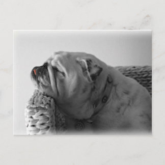 Spipande bulldog vykort