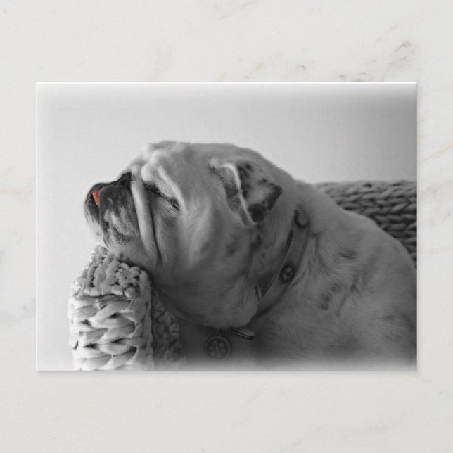 Spipande bulldog vykort (Framsida)