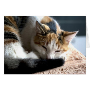 Spipande Calico Cat Hälsningskort