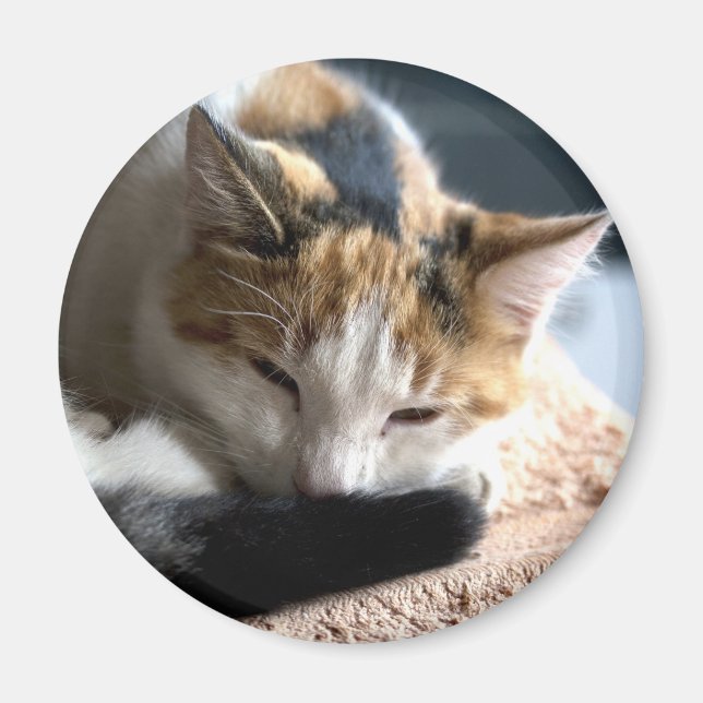 Spipande Calico Cat Magnet (Framsidan)