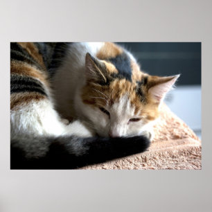 Spipande Calico Cat Poster