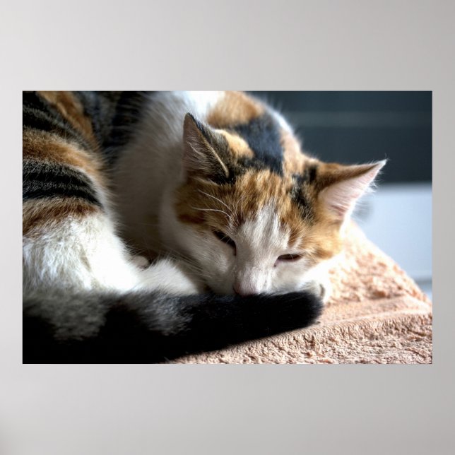 Spipande Calico Cat Poster (Framsidan)