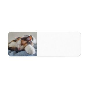 Spipande Calico-katt Returadress Etikett