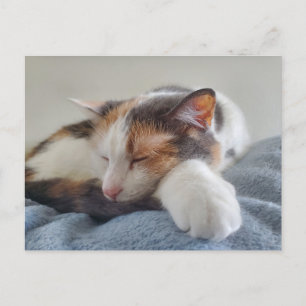 Spipande Calico-katt Vykort
