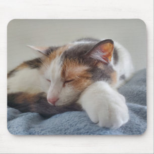 Spipande calico musmatta