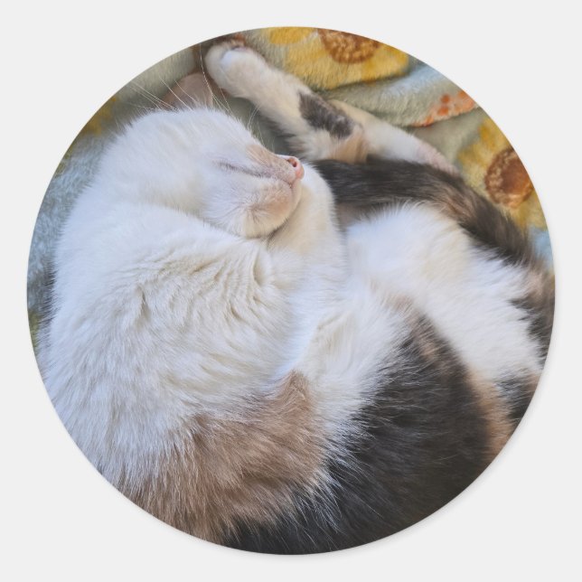 Spipande calikokatt runt klistermärke (Framsida)